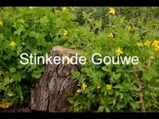 Stinkende Gouwe (plant)