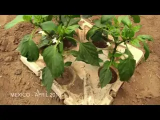 Interview Pieter Hoff - Why trees need to be planted with the intelligent bucket of Groasis